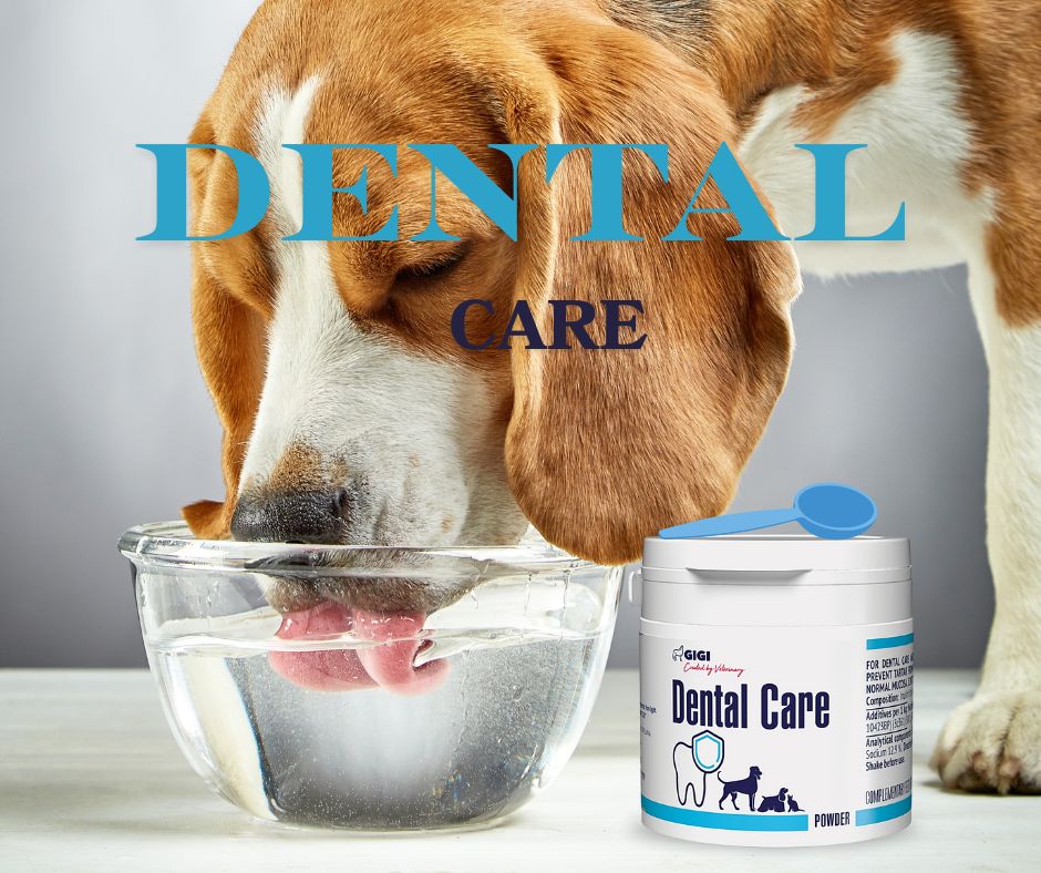 Dental Care