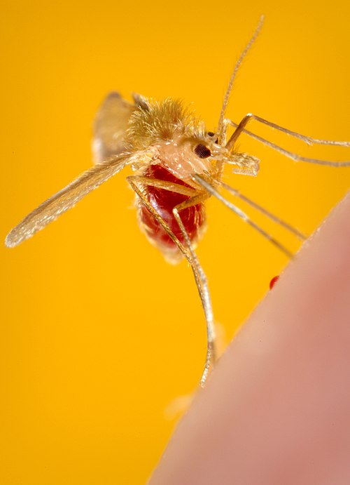 Phlebotomus Pappatasi Bloodmeal Finished